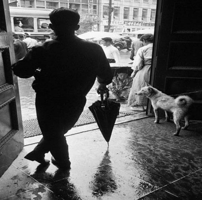 1970년도 그시절 강아지들 | 인스티즈