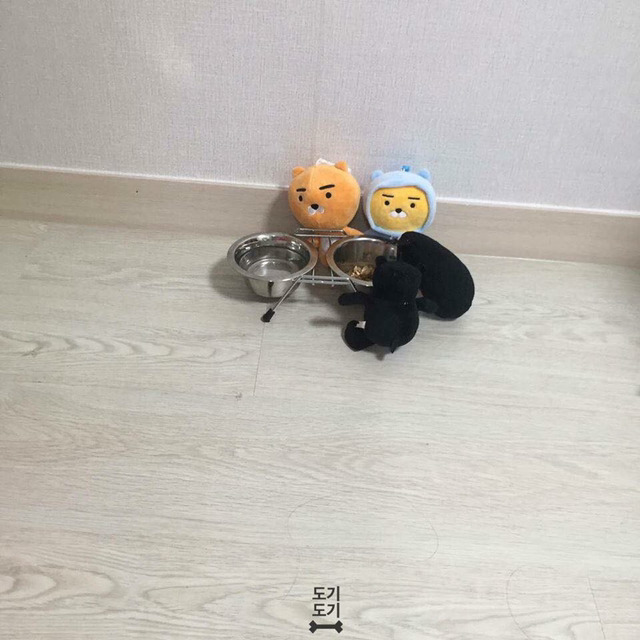 강아지 밥 안먹을때 꿀팁 | 인스티즈