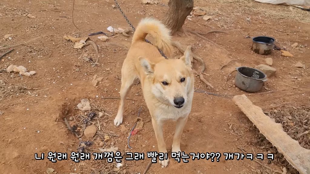 이제 개집도 만드는 매탈남 | 인스티즈
