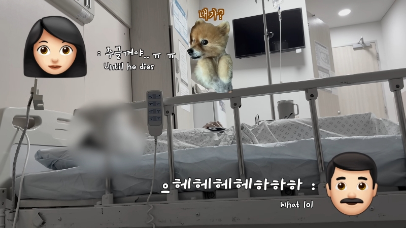 죽다 살아나 반려견 걱정에 오열하는 반려인 | 인스티즈