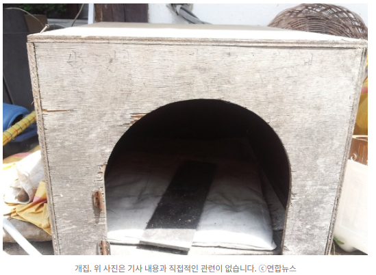 반려견 공격 막다 진돗개에 물린 60대…손가락 절단 중상 | 인스티즈