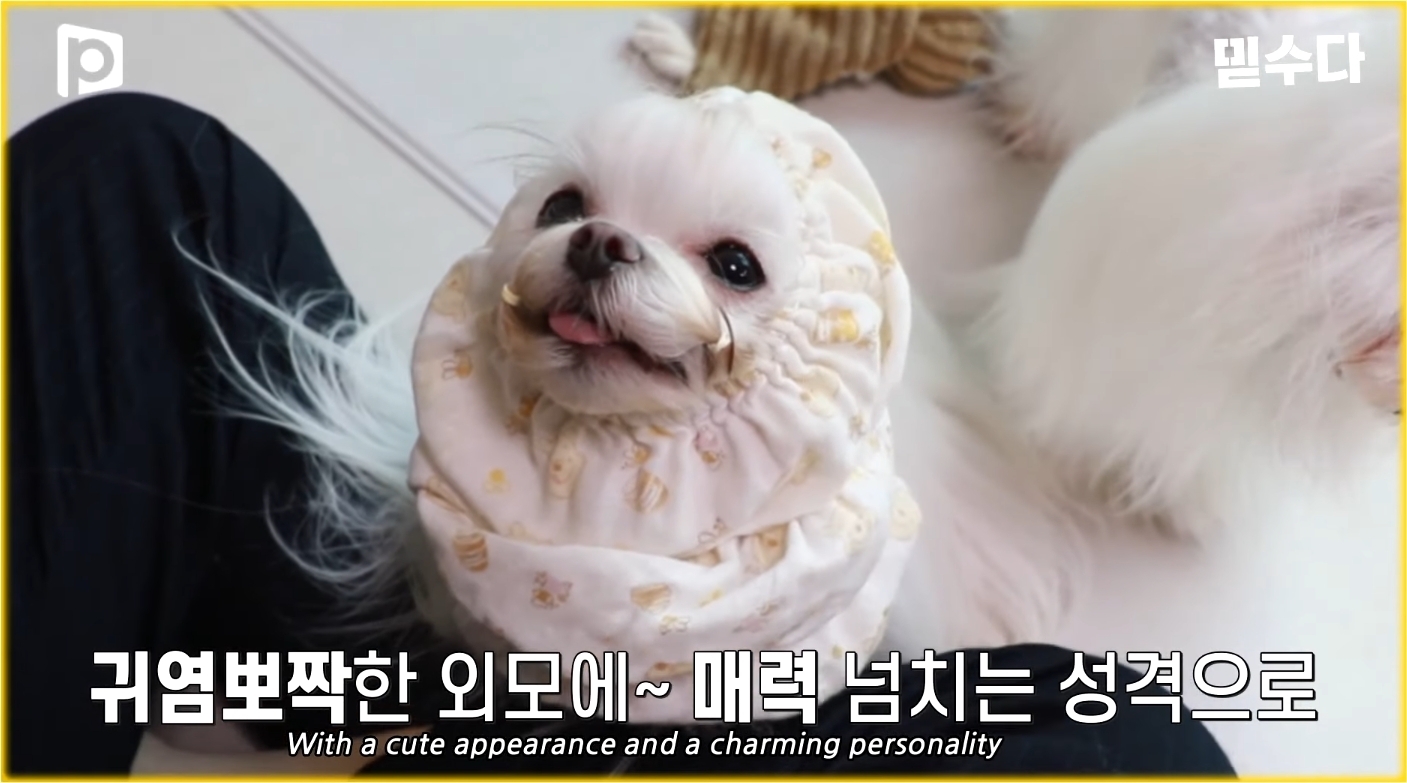 한국에만 슬개골 탈구 강아지가 많은 이유 | 인스티즈