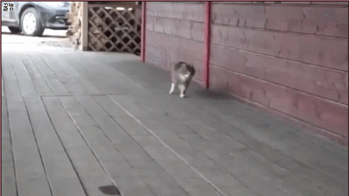 다른 동물과 함께 자란 동물들 | 인스티즈