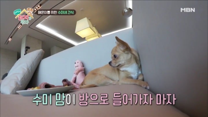 [우리집에해피가왔다] 졸린 척 하는 강아지 해운이.jpgif | 인스티즈