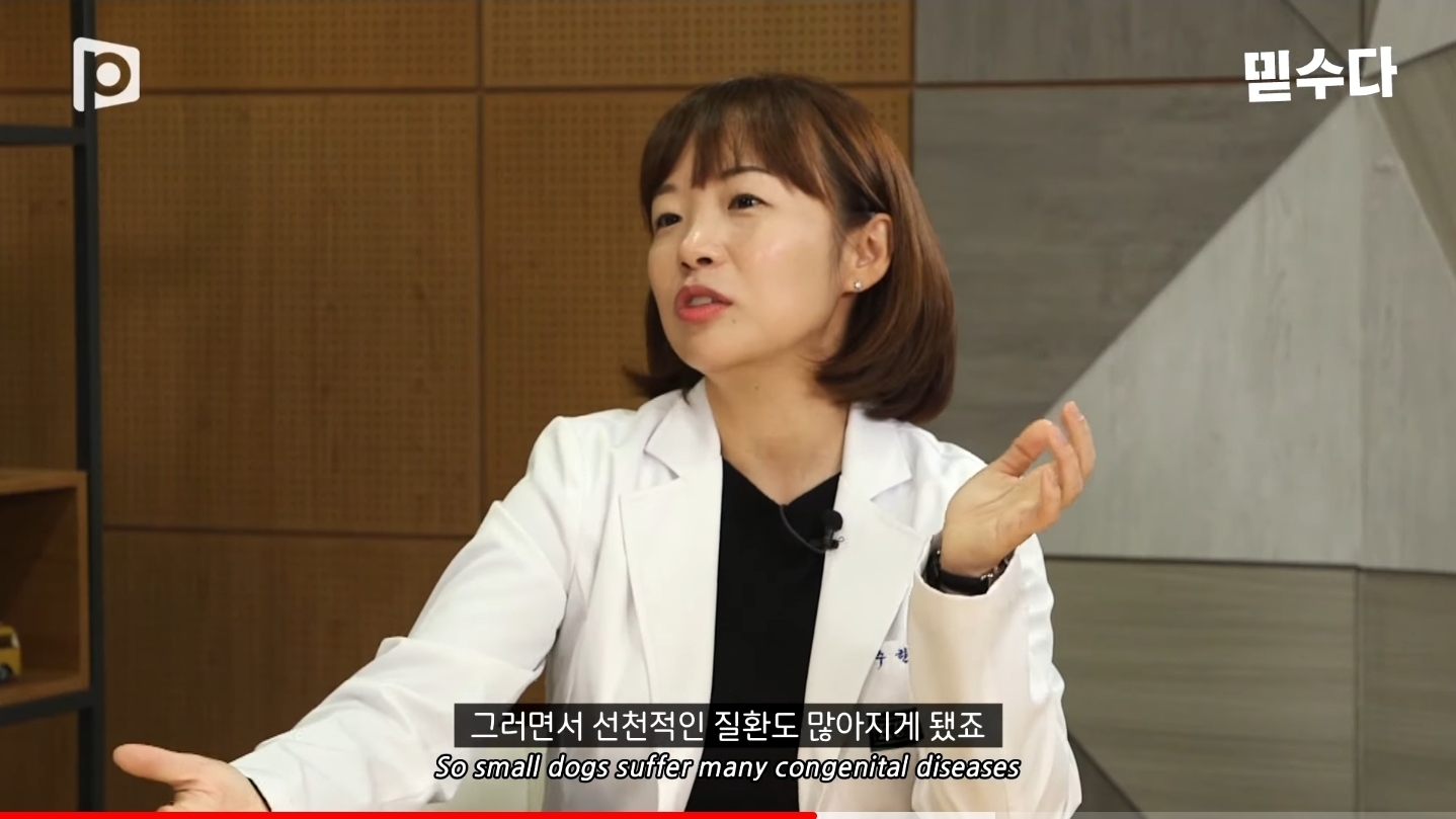 한국에만 슬개골 탈구 강아지가 많은 이유 | 인스티즈