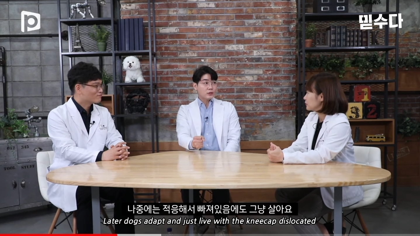 한국에만 슬개골 탈구 강아지가 많은 이유 | 인스티즈