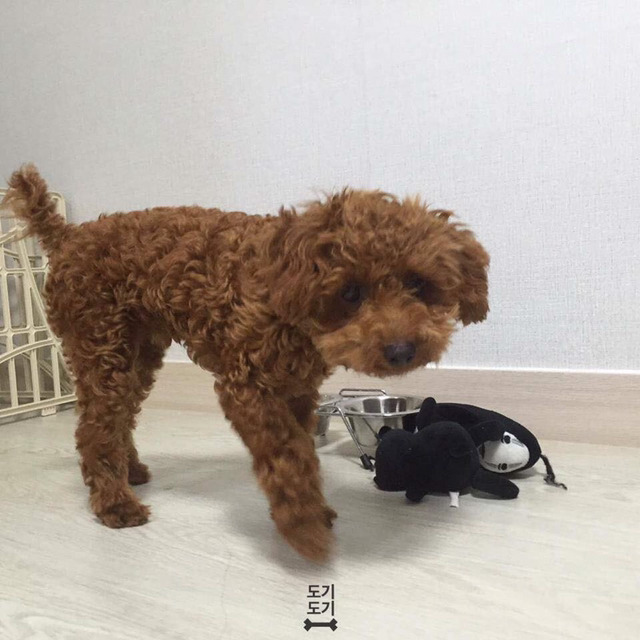 강아지 밥 안먹을때 꿀팁 | 인스티즈