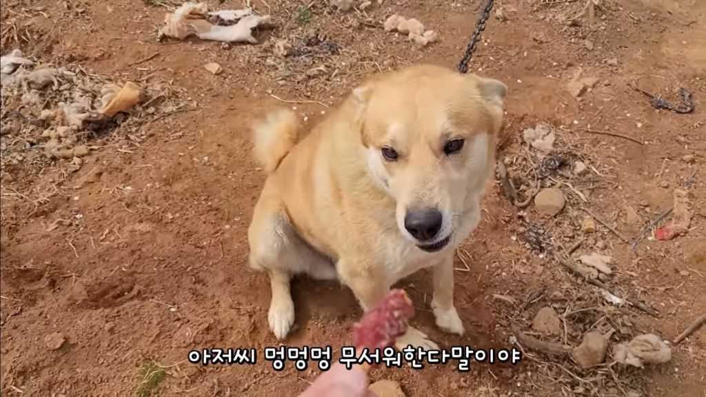 이제 개집도 만드는 매탈남 | 인스티즈
