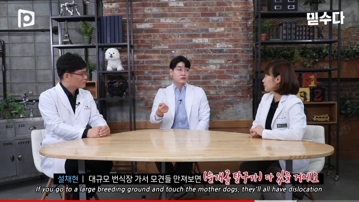 한국에만 슬개골 탈구 강아지가 많은 이유 | 인스티즈