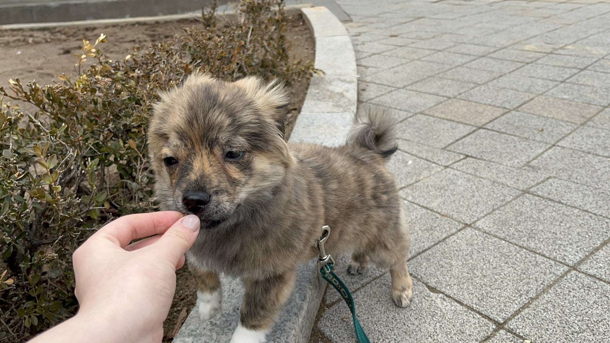 산책나오면 표정이 안 좋아지는 강아지 | 인스티즈