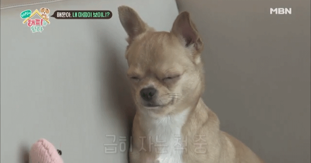 [우리집에해피가왔다] 졸린 척 하는 강아지 해운이.jpgif | 인스티즈