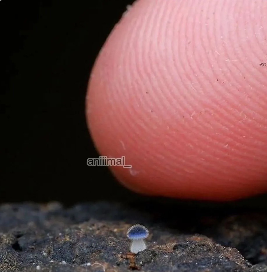 대만에서 발견된 신종 버섯 | 인스티즈