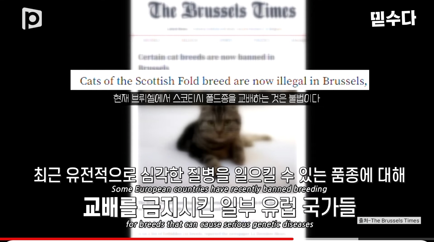 한국에만 슬개골 탈구 강아지가 많은 이유 | 인스티즈