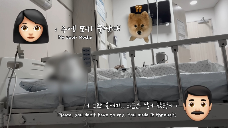 죽다 살아나 반려견 걱정에 오열하는 반려인 | 인스티즈