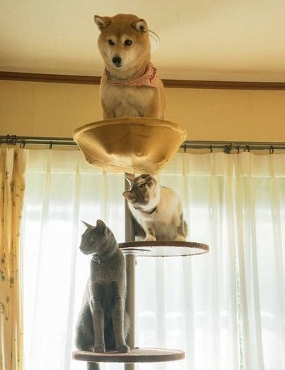 다른 동물과 함께 자란 동물들 | 인스티즈