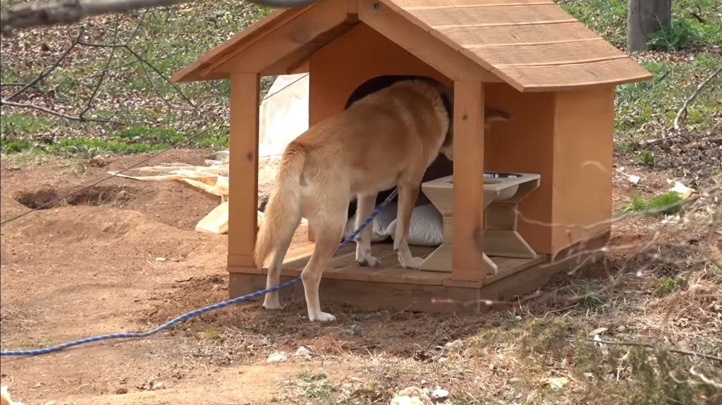 이제 개집도 만드는 매탈남 | 인스티즈