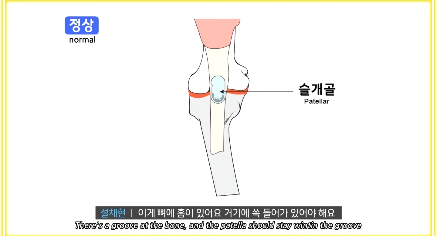 한국에만 슬개골 탈구 강아지가 많은 이유 | 인스티즈