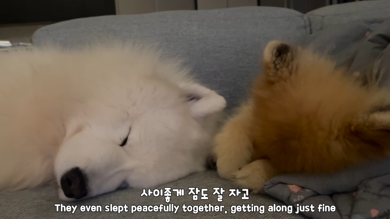 죽다 살아나 반려견 걱정에 오열하는 반려인 | 인스티즈