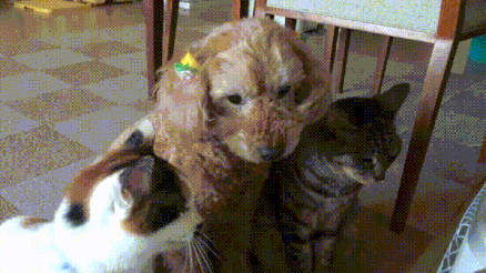 다른 동물과 함께 자란 동물들 | 인스티즈