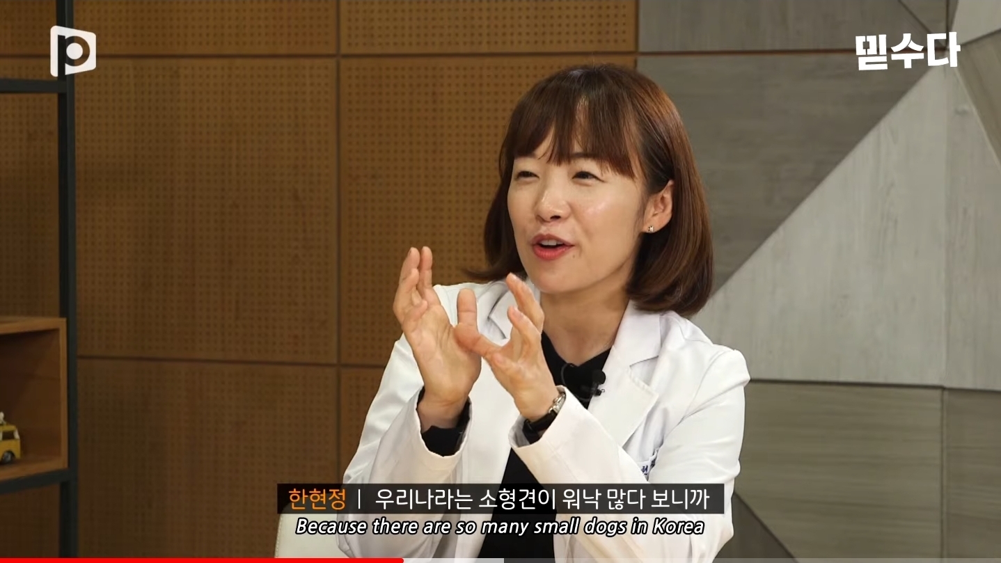 한국에만 슬개골 탈구 강아지가 많은 이유 | 인스티즈