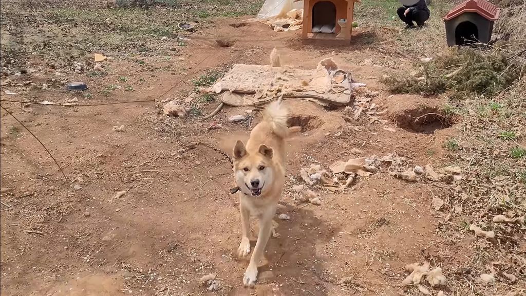 이제 개집도 만드는 매탈남 | 인스티즈