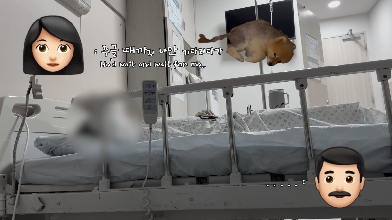 죽다 살아나 반려견 걱정에 오열하는 반려인 | 인스티즈