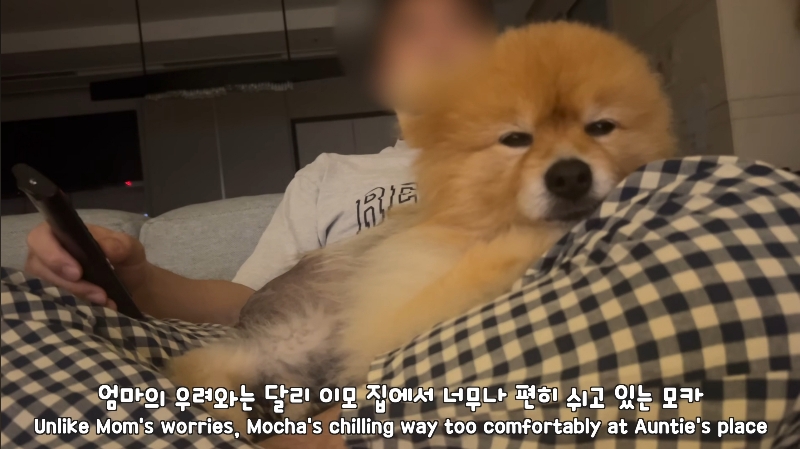 죽다 살아나 반려견 걱정에 오열하는 반려인 | 인스티즈