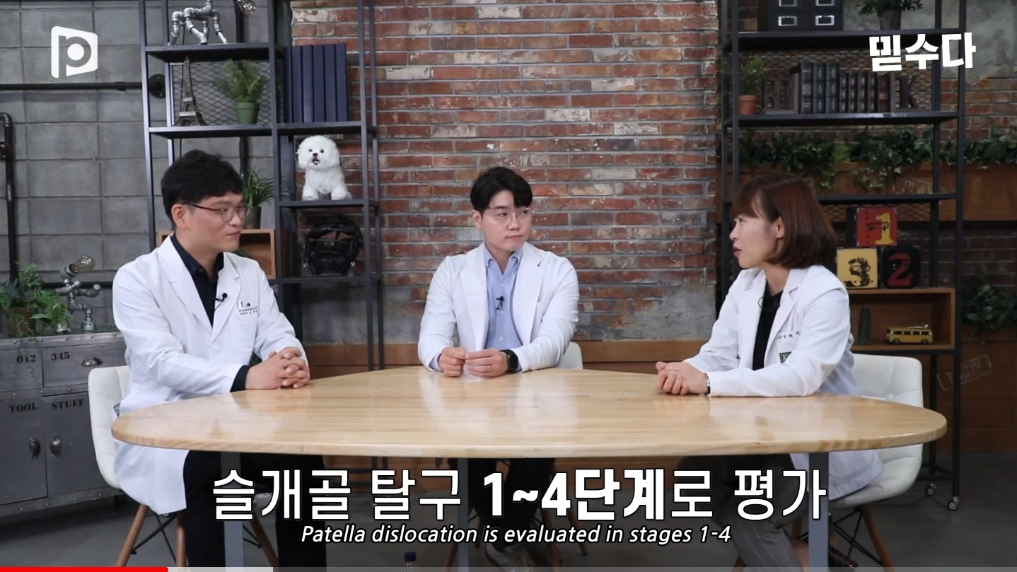 한국에만 슬개골 탈구 강아지가 많은 이유 | 인스티즈