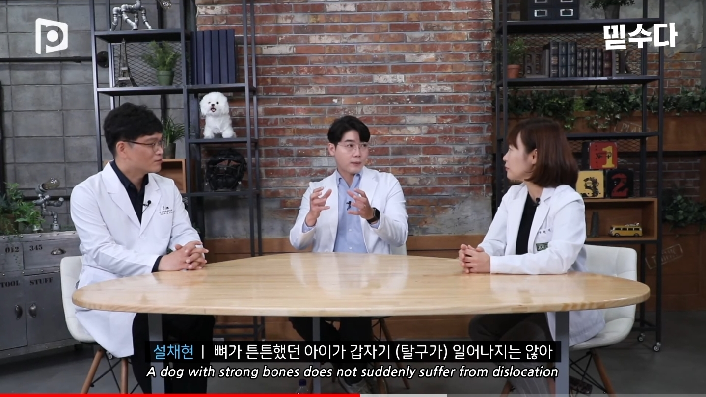 한국에만 슬개골 탈구 강아지가 많은 이유 | 인스티즈