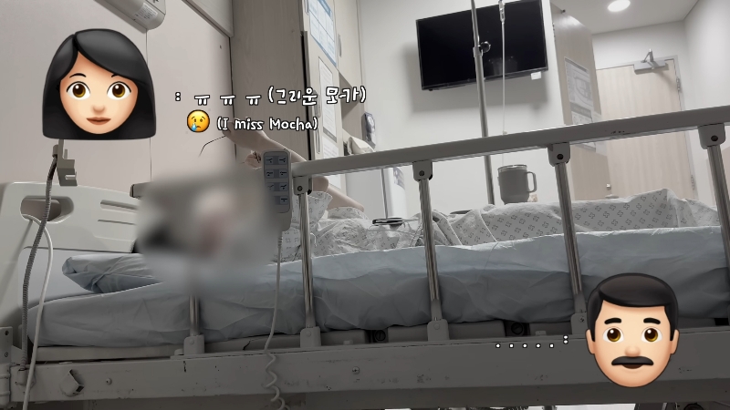 죽다 살아나 반려견 걱정에 오열하는 반려인 | 인스티즈