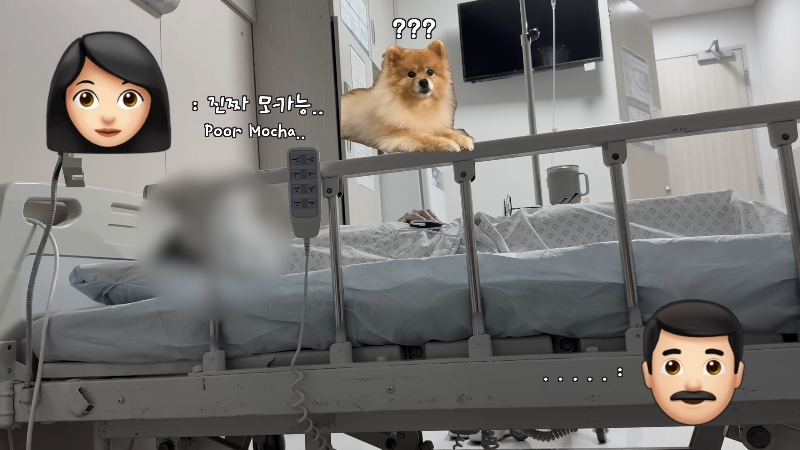 죽다 살아나 반려견 걱정에 오열하는 반려인 | 인스티즈