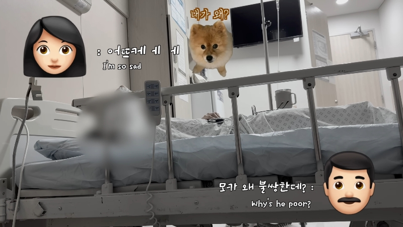 죽다 살아나 반려견 걱정에 오열하는 반려인 | 인스티즈