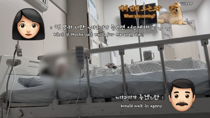 죽다 살아나 반려견 걱정에 오열하는 반려인 | 인스티즈