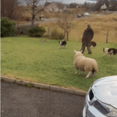 다른 동물과 함께 자란 동물들 | 인스티즈