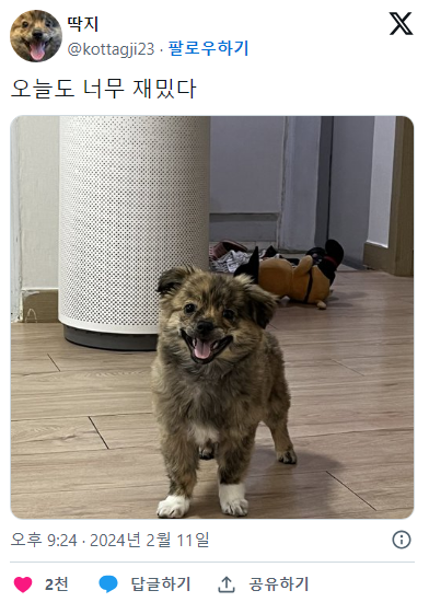 산책나오면 표정이 안 좋아지는 강아지 | 인스티즈