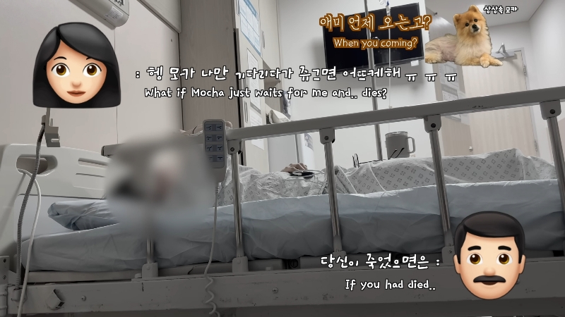죽다 살아나 반려견 걱정에 오열하는 반려인 | 인스티즈
