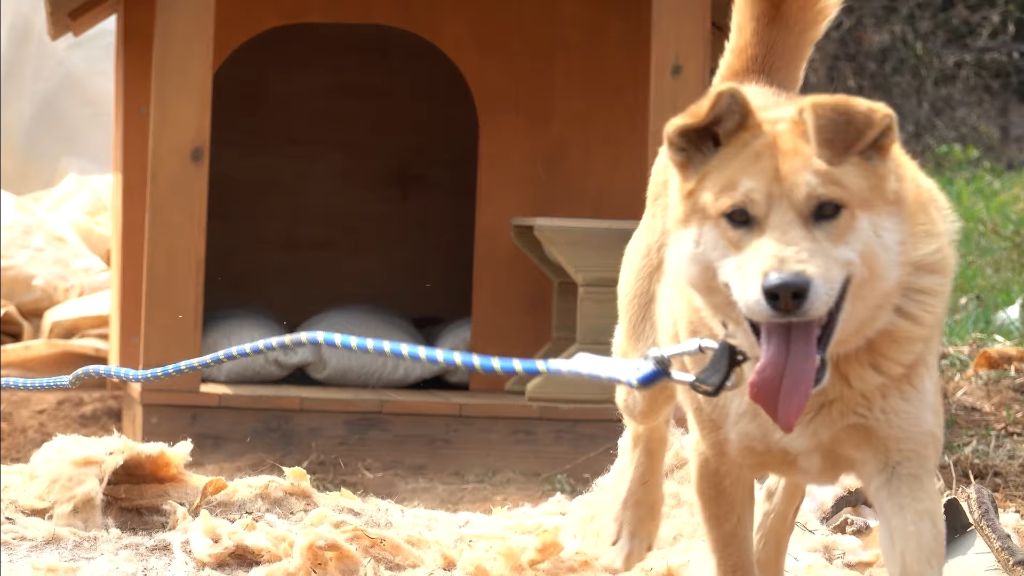이제 개집도 만드는 매탈남 | 인스티즈