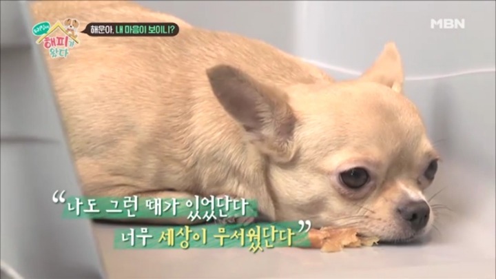 [우리집에해피가왔다] 졸린 척 하는 강아지 해운이.jpgif | 인스티즈