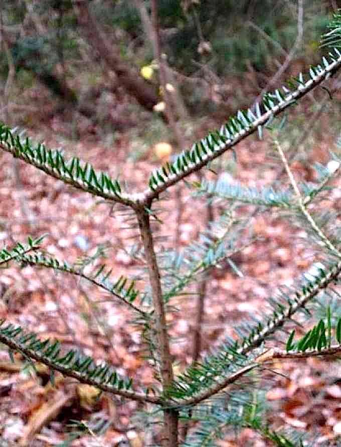 스압) 방사능을 걱정하며 살고 있습니까? -일본인들의 대답 | 인스티즈
