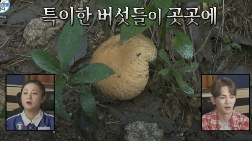 녹화 도중에 진짜 버섯갤러리에 글 쓴 기안84 | 인스티즈