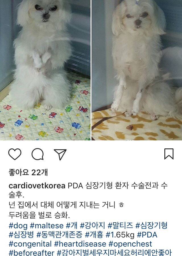 강아지 벌 세우지 마세요 | 인스티즈