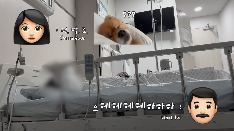 죽다 살아나 반려견 걱정에 오열하는 반려인 | 인스티즈