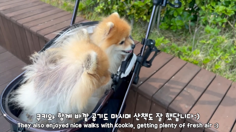 죽다 살아나 반려견 걱정에 오열하는 반려인 | 인스티즈