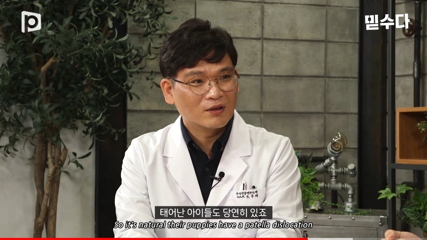 한국에만 슬개골 탈구 강아지가 많은 이유 | 인스티즈