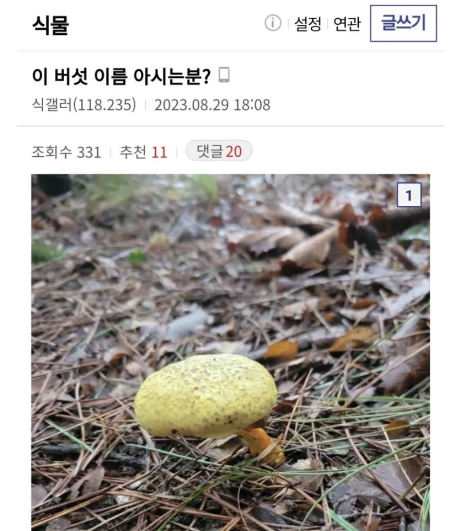 녹화 도중에 진짜 버섯갤러리에 글 쓴 기안84 | 인스티즈