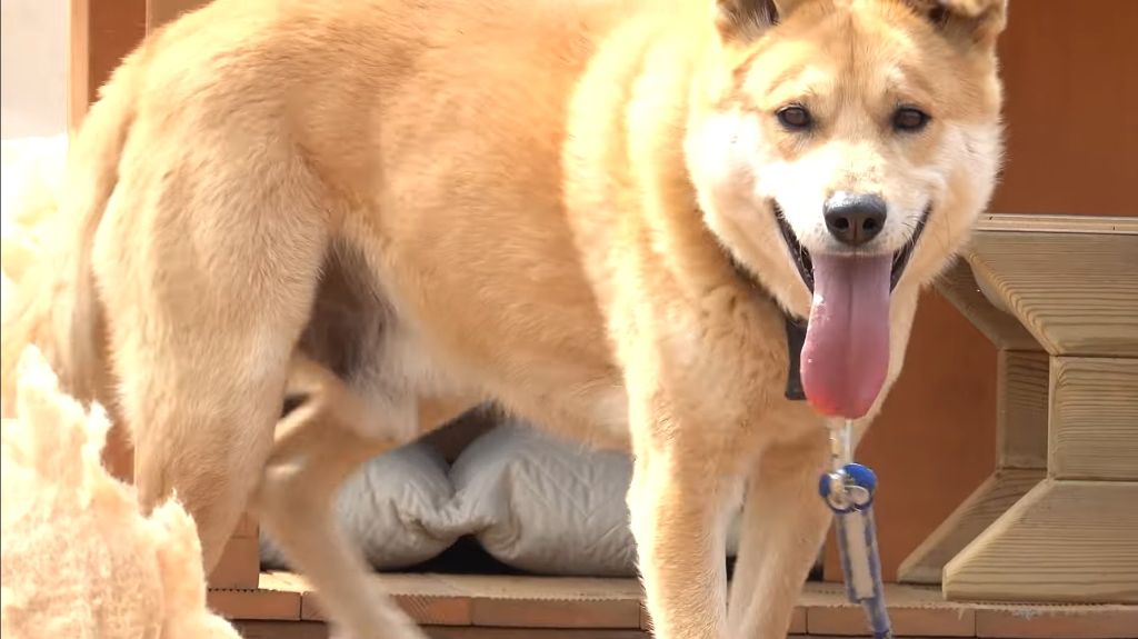 이제 개집도 만드는 매탈남 | 인스티즈