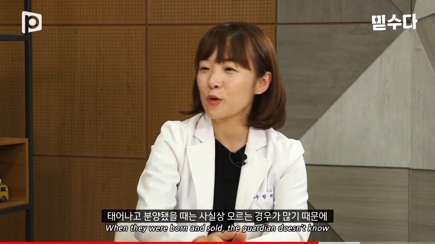 한국에만 슬개골 탈구 강아지가 많은 이유 | 인스티즈