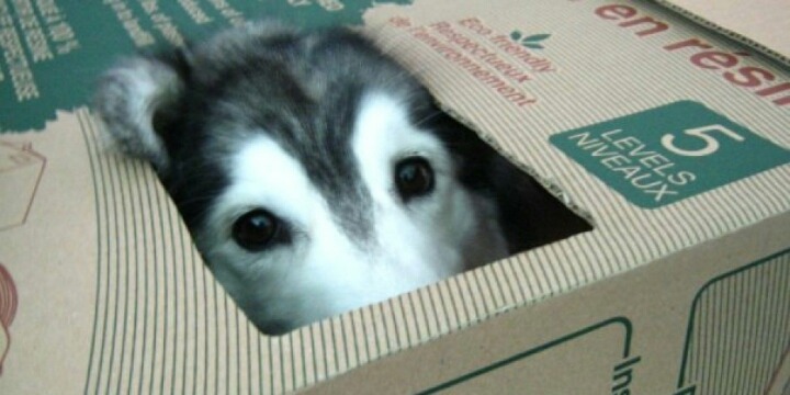 다른 동물과 함께 자란 동물들 | 인스티즈