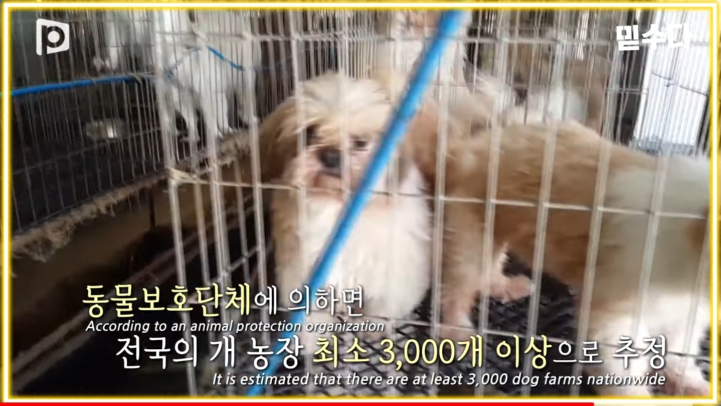 한국에만 슬개골 탈구 강아지가 많은 이유 | 인스티즈