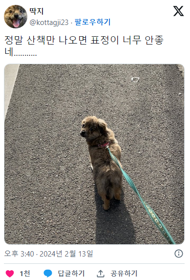 산책나오면 표정이 안 좋아지는 강아지 | 인스티즈